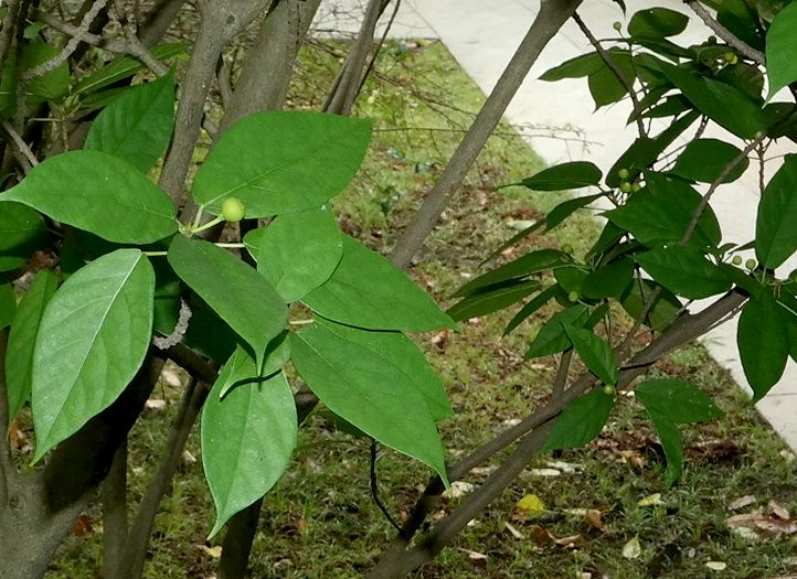 Image of Ficus erecta specimen.