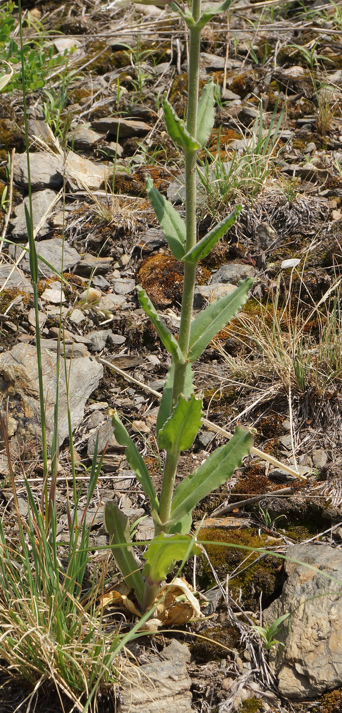 Image of Silene viscosa specimen.