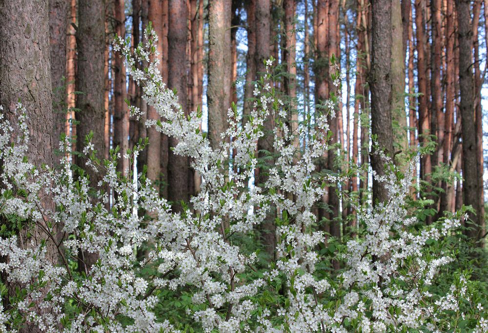 Изображение особи Prunus spinosa.