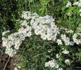 Achillea ptarmica. Верхушка цветущего растения. Ленинградская обл., Ломоносовский р-н, окр. пос. Большая Ижора, побережье Финского залива, дерновина на окраине тростниковых зарослей. 02.07.2016.