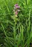 Polygala comosa. Верхушка растения с цветками и завязавшимися плодами. Украина, Львов, ландшафтный парк \"Знесенье\", луговой склон. 30 мая 2009 г.