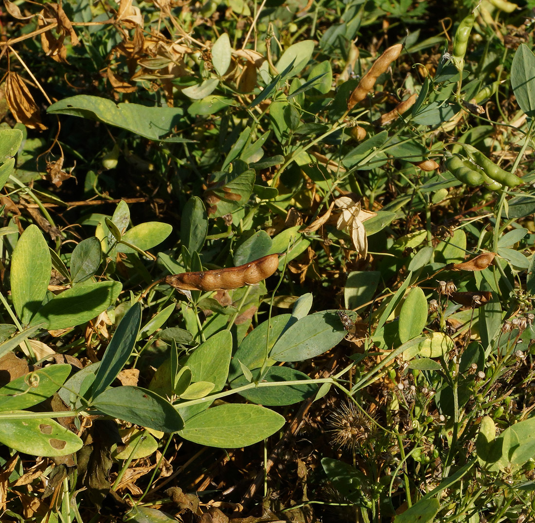 Image of Lathyrus tuberosus specimen.