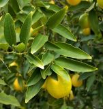 Citrus × floridana. Верхушка веточки со зрелым плодом. Испания, Мадрид, Королевский ботанический сад. Январь.
