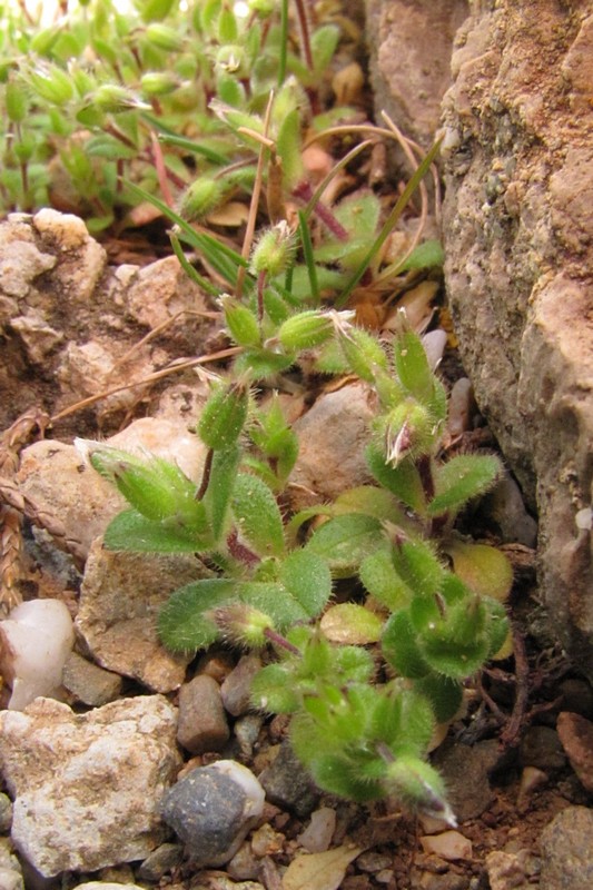 Изображение особи Cerastium semidecandrum.