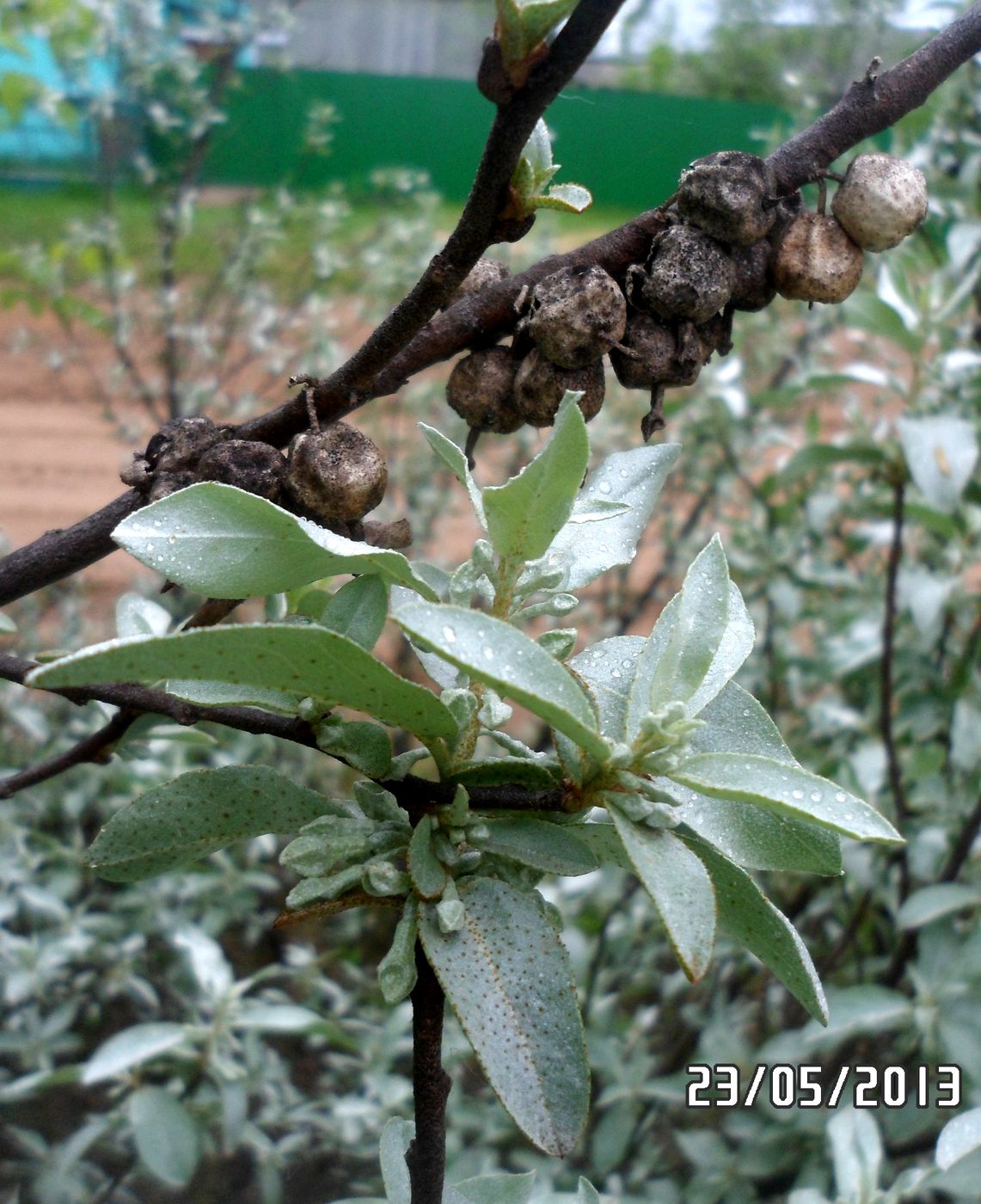 Image of Elaeagnus commutata specimen.