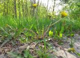 Taraxacum krasnikovii. Цветущее растение на обочине дороги. Томск, трасса Томск - Кузовлево. 23.05.2017.