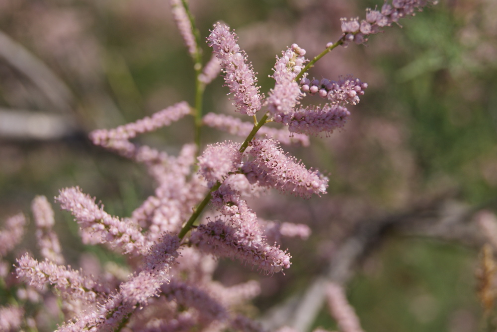 Image of Tamarix ramosissima specimen.