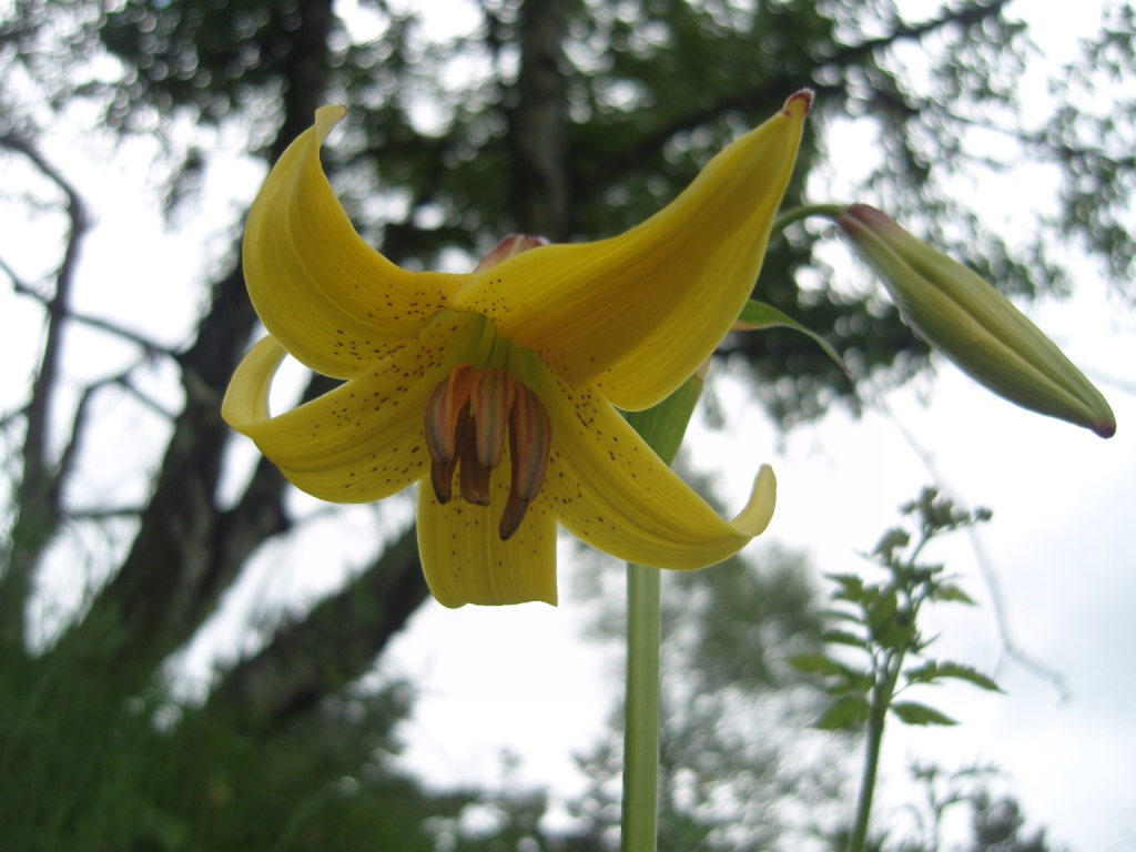 Image of Lilium monadelphum specimen.