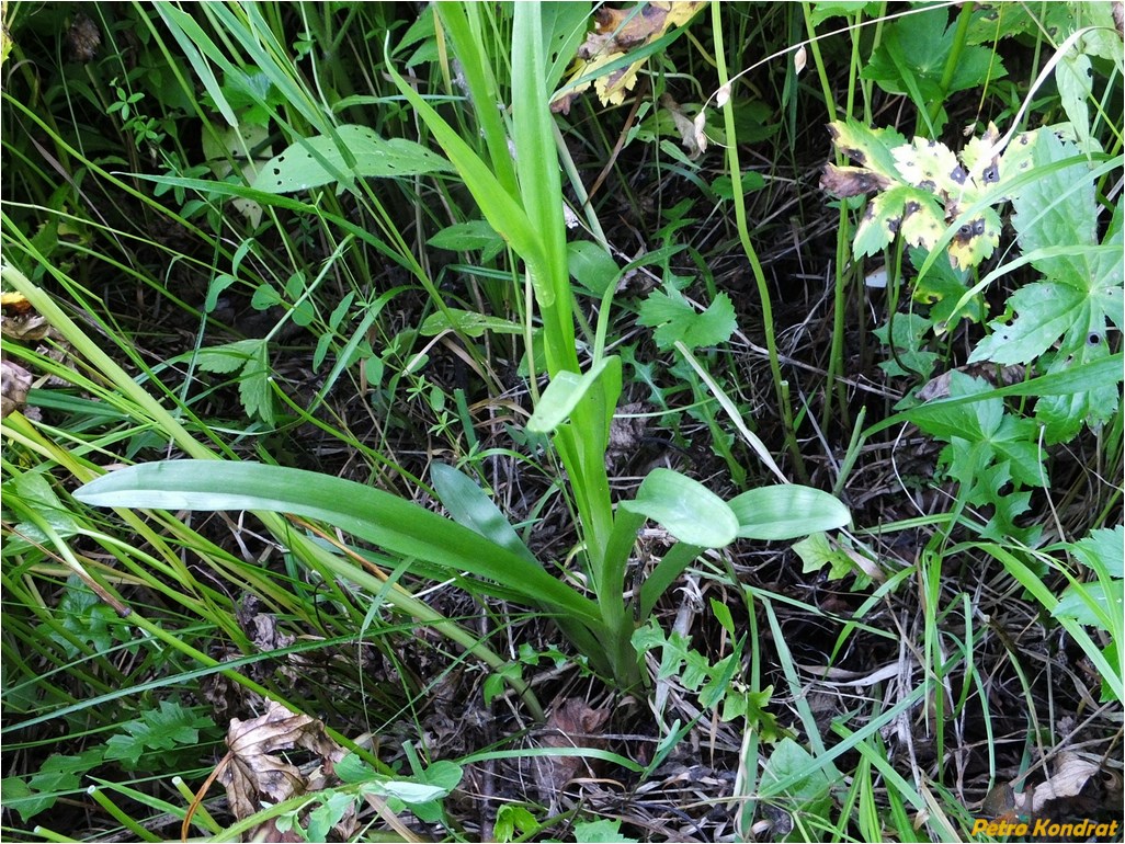 Image of Gymnadenia conopsea specimen.