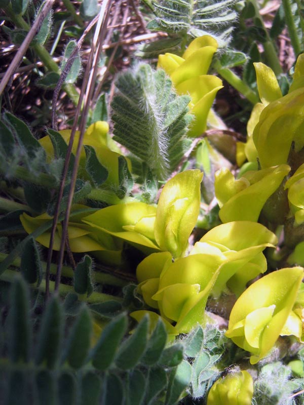 Image of Astragalus macronyx specimen.