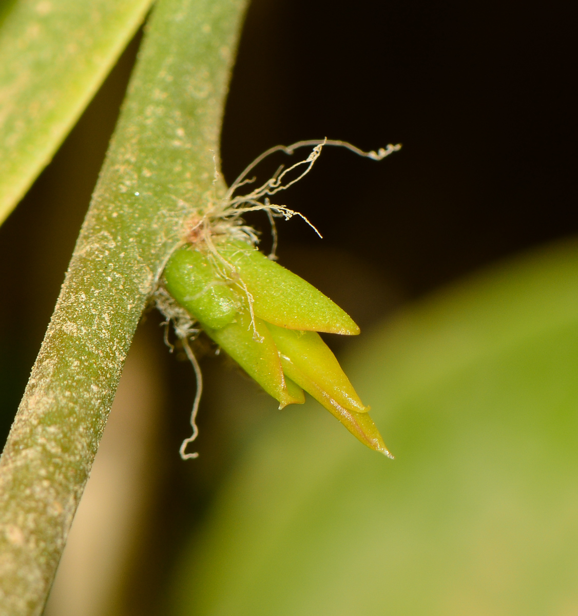 Изображение особи Pereskia aculeata.