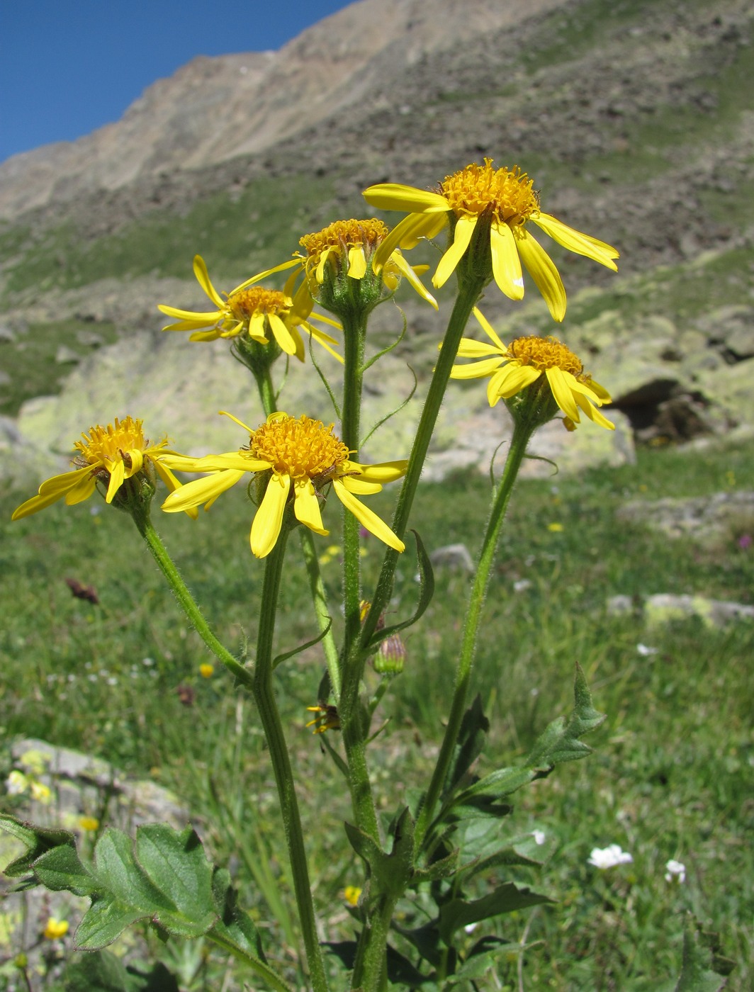 Image of Senecio taraxacifolius specimen.