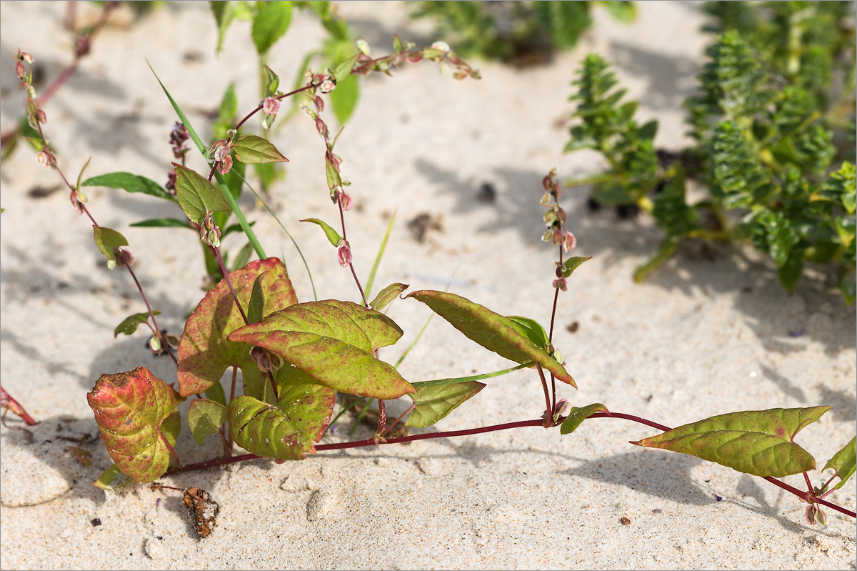 Image of Fallopia dumetorum specimen.