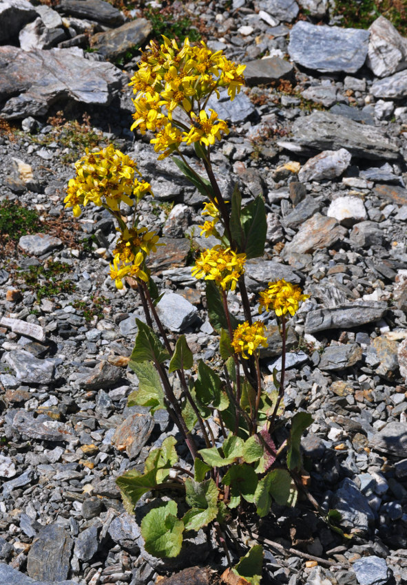 Image of Ligularia thomsonii specimen.