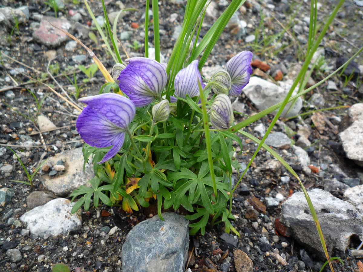 Image of Aconitum delphiniifolium specimen.