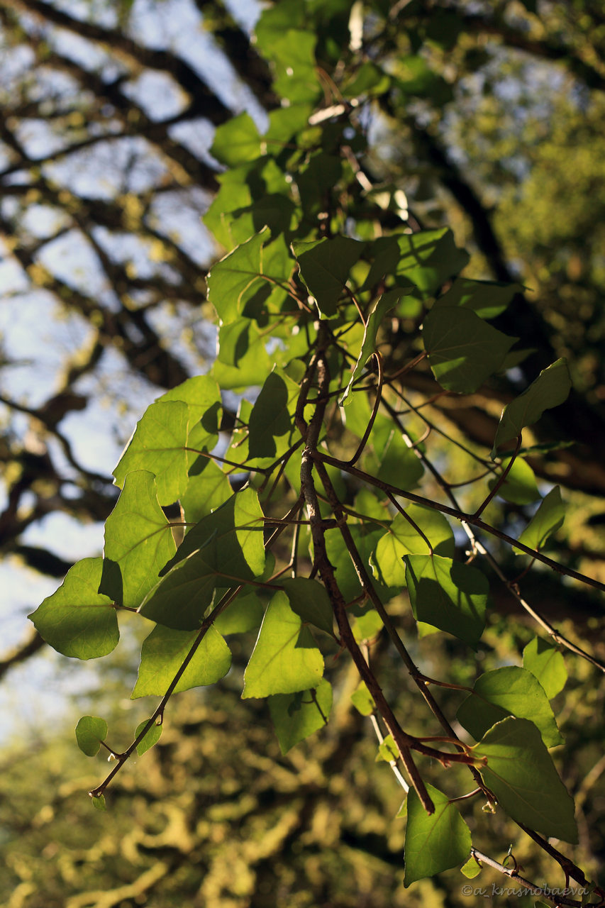 Image of Hedera colchica specimen.