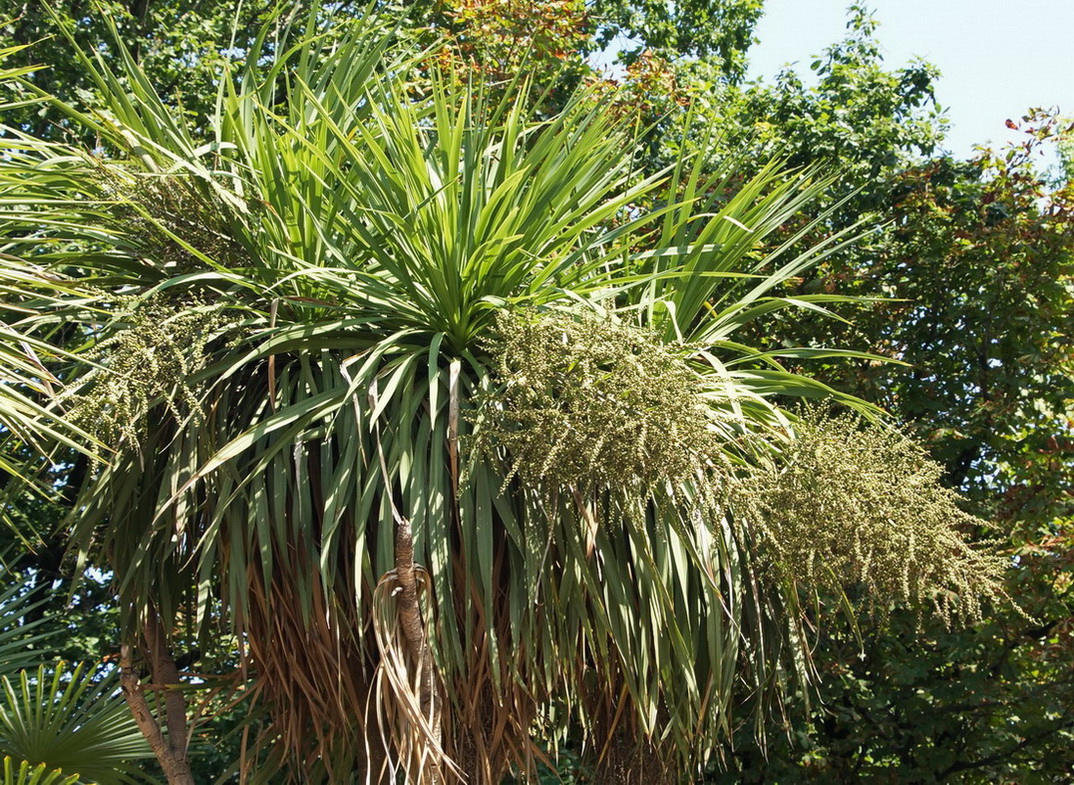 Image of Cordyline australis specimen.