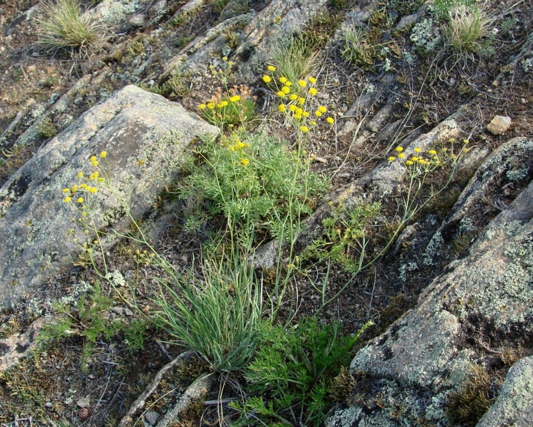 Image of Bupleurum bicaule specimen.