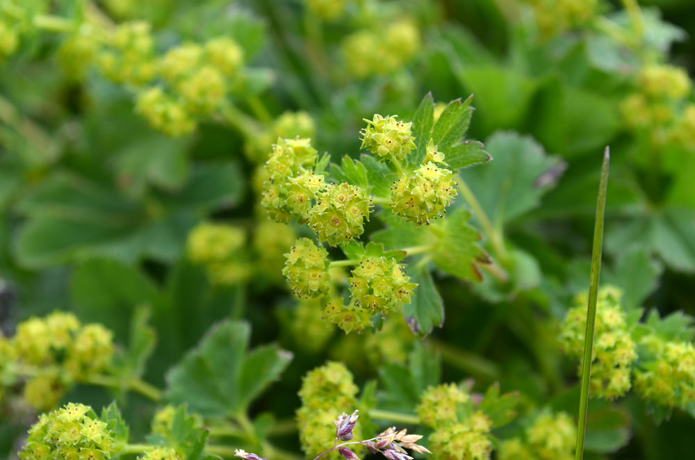 Image of genus Alchemilla specimen.