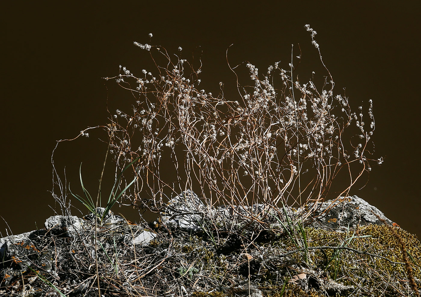 Изображение особи Artemisia frigida.