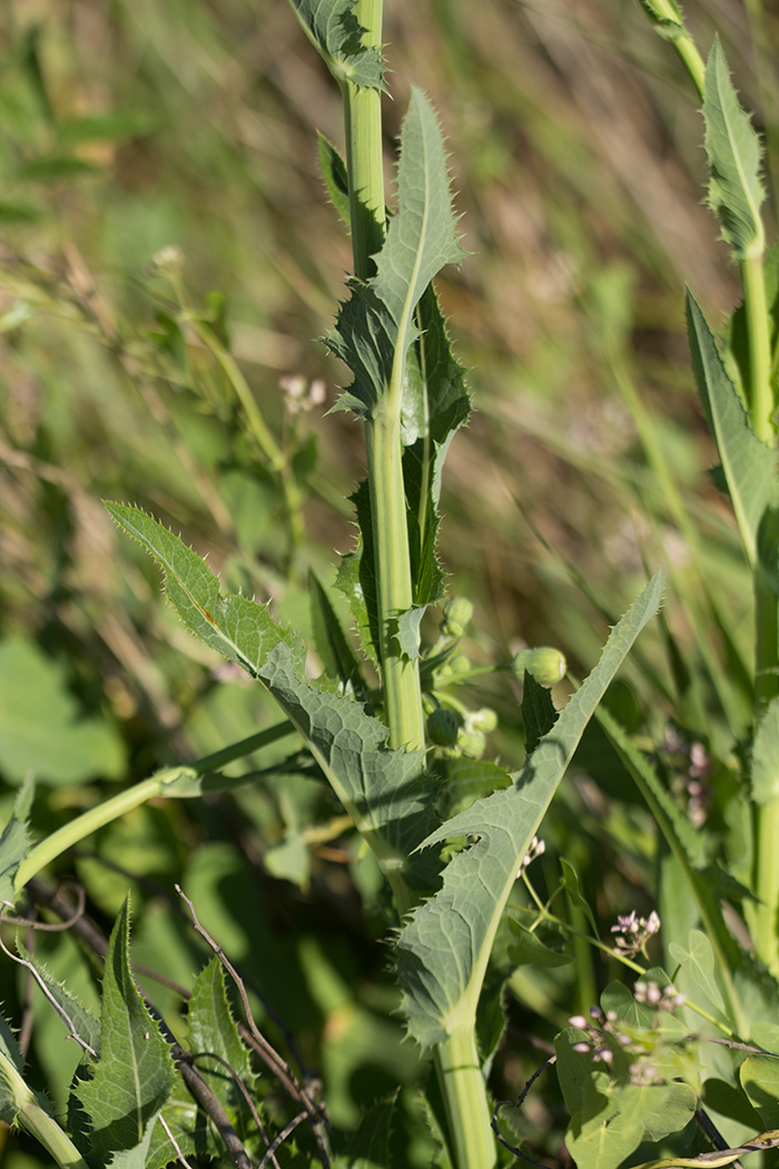 Image of Sonchus arvensis specimen.