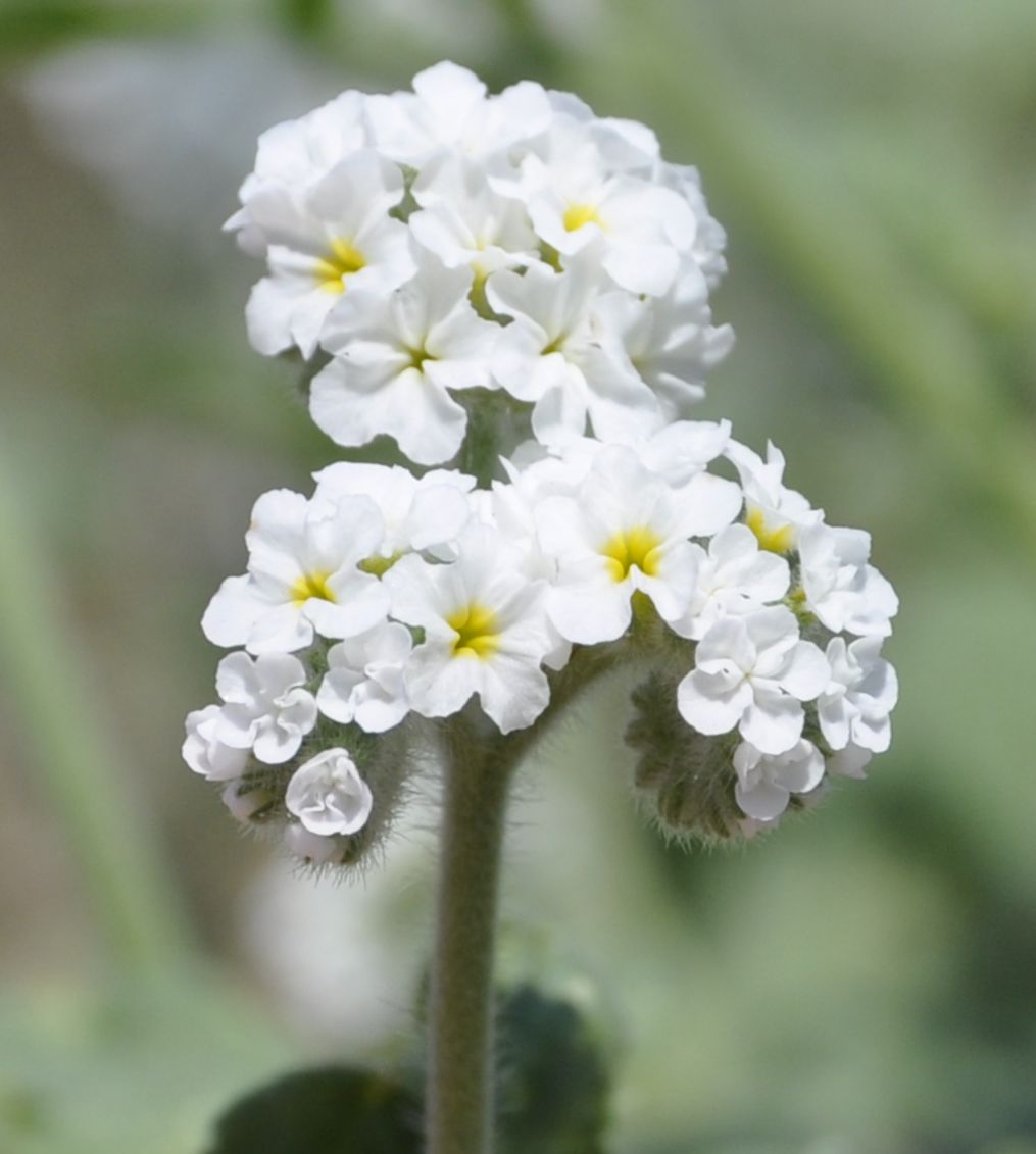 Image of Heliotropium hirsutissimum specimen.