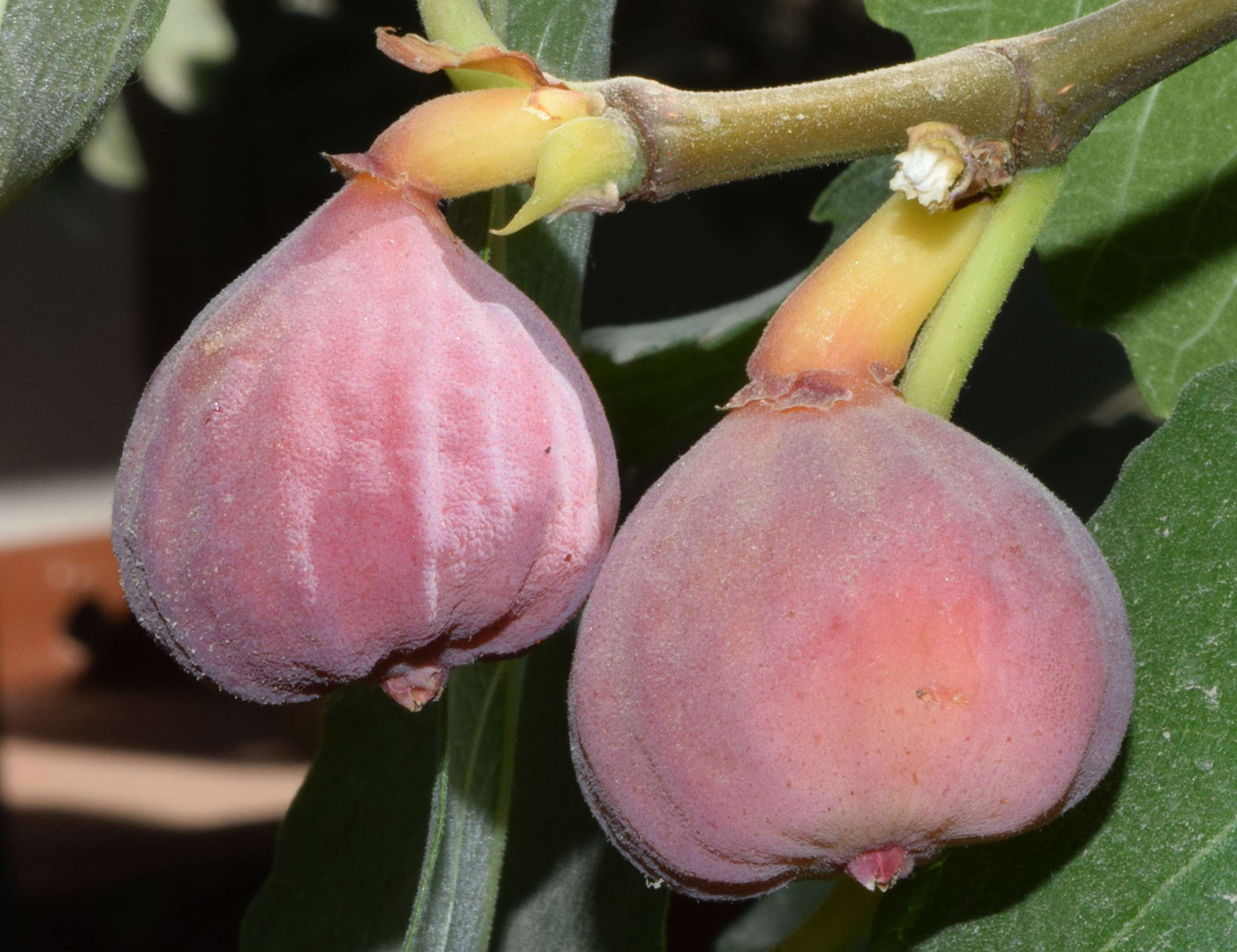 Image of Ficus carica specimen.