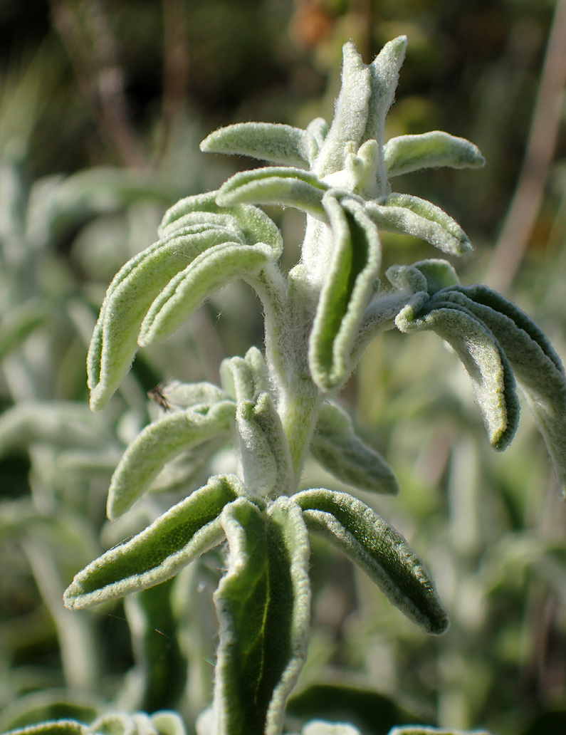 Image of Salvia fruticosa specimen.