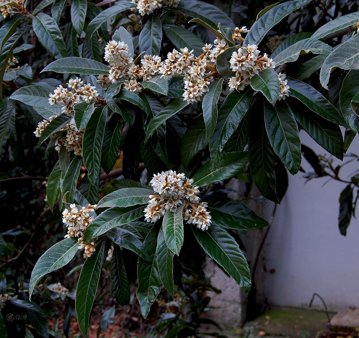 Image of Eriobotrya japonica specimen.