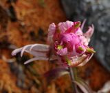 Castilleja elegans