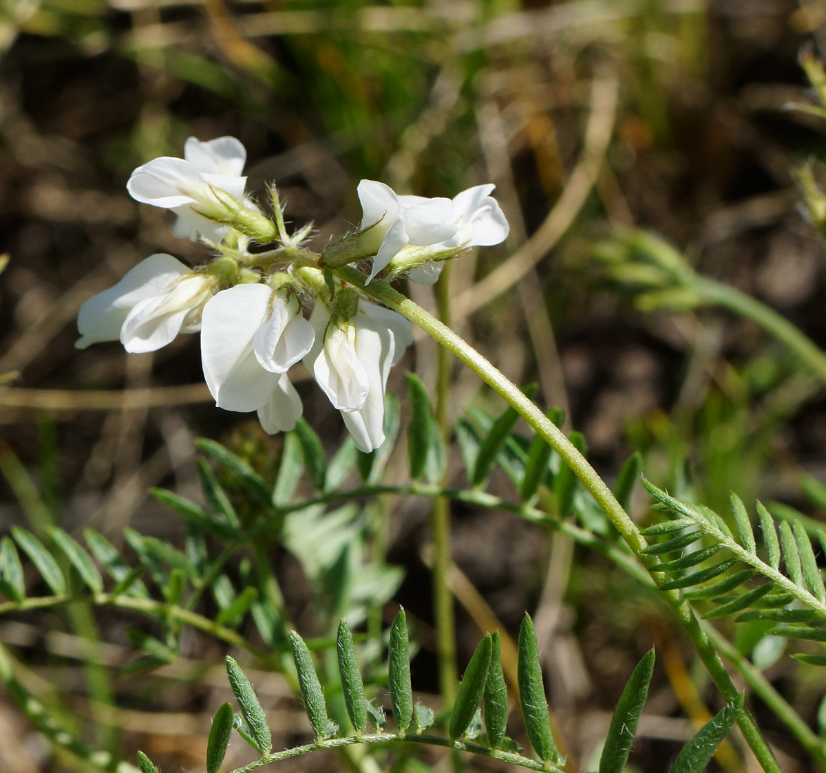 Изображение особи Oxytropis floribunda.