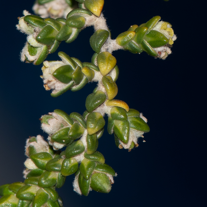 Image of Thymelaea hirsuta specimen.