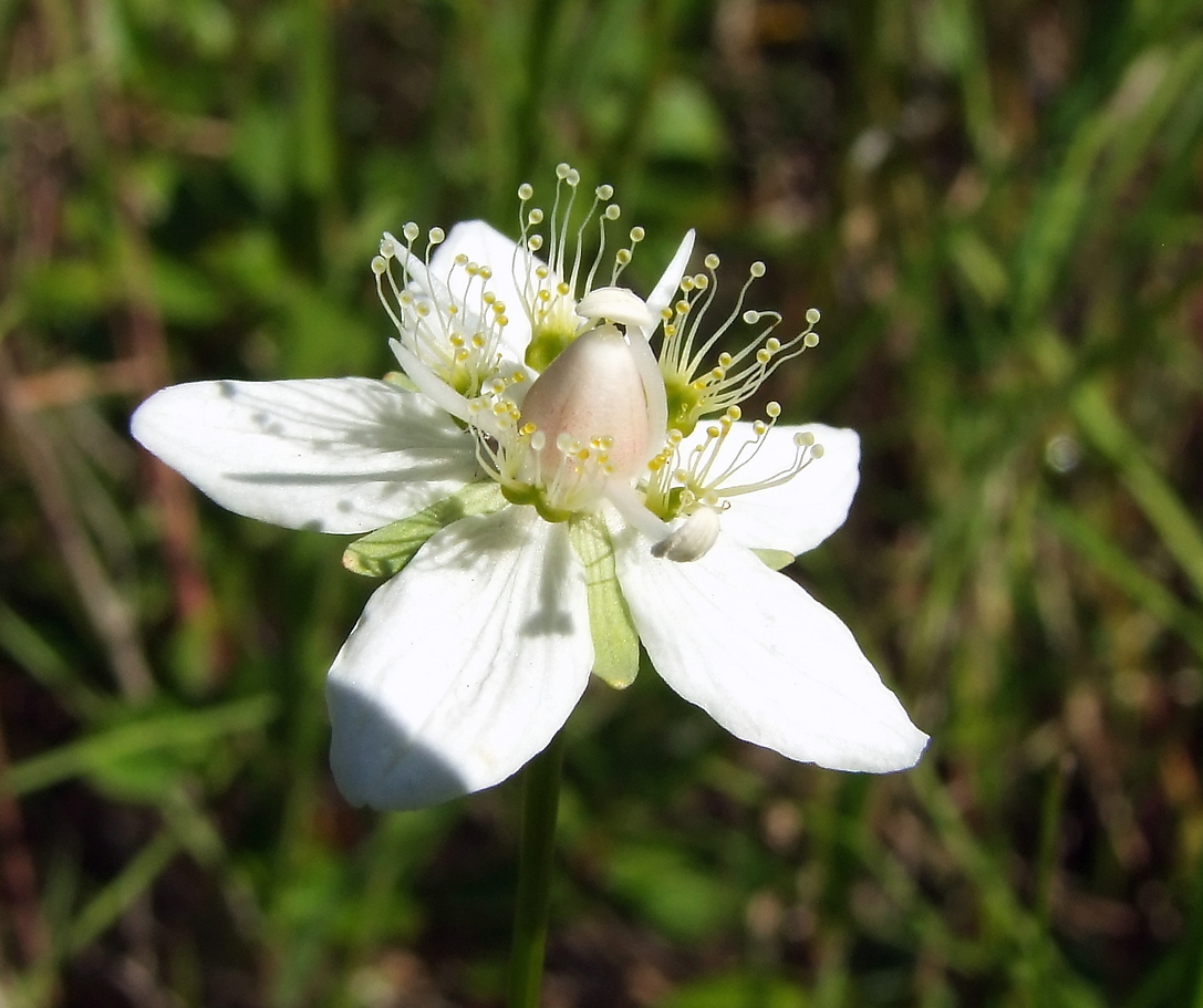 Image of Parnassia palustris specimen.