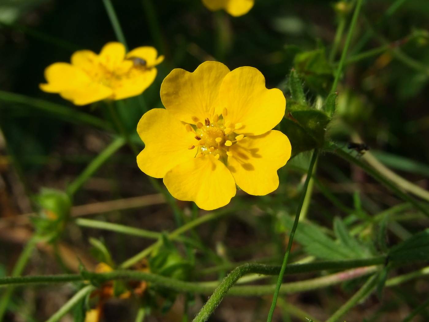 Image of Potentilla chrysantha specimen.