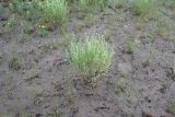 Смотреть изображение Tetracme recurvata