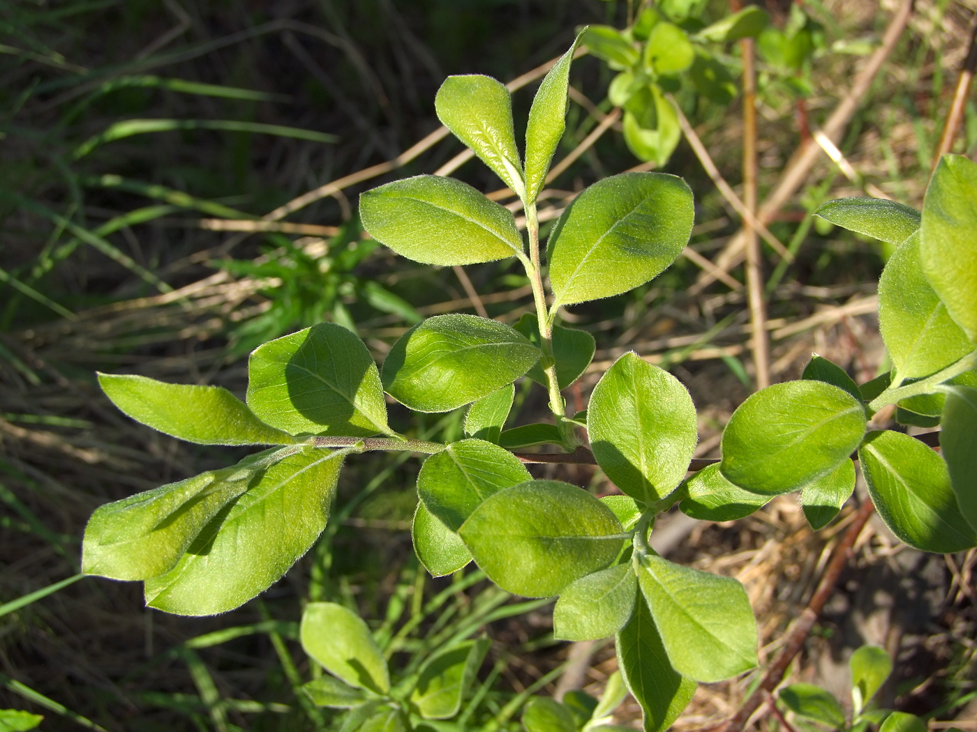 Image of Salix abscondita specimen.