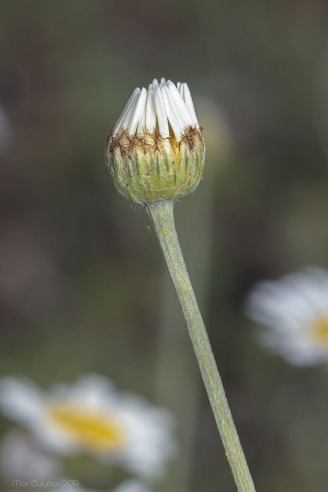 Image of genus Anthemis specimen.