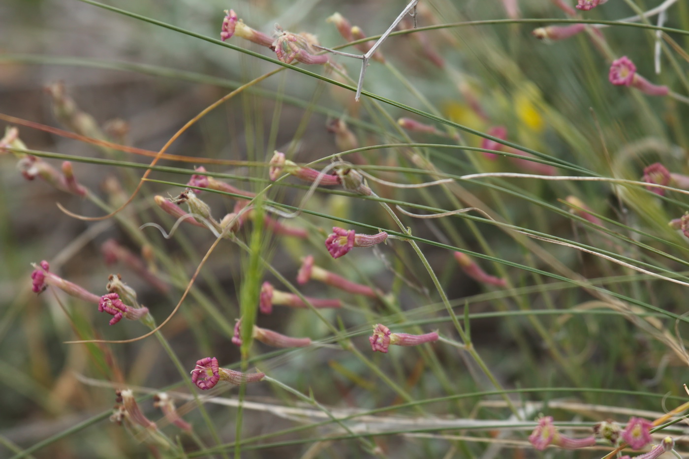 Image of Silene brahuica specimen.