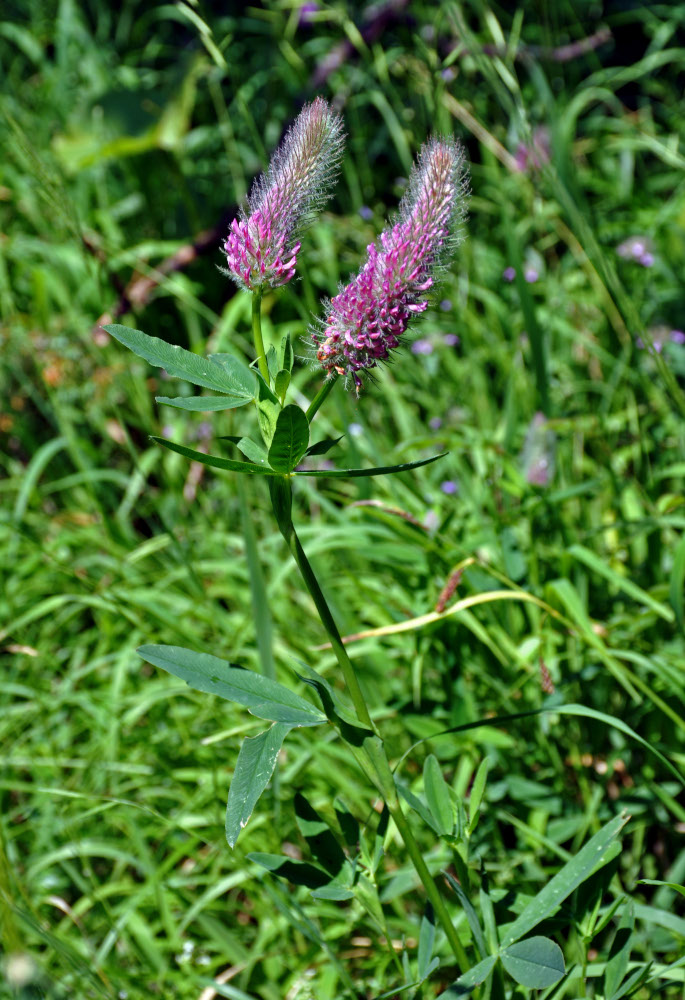 Image of Trifolium rubens specimen.