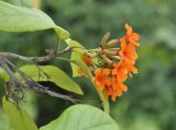 Cordia sebestena