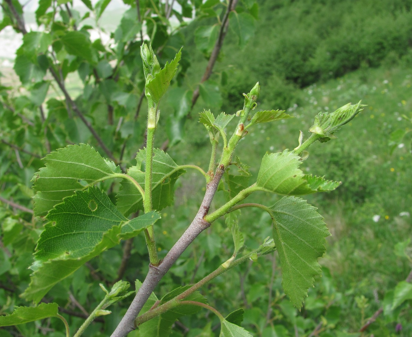 Image of genus Betula specimen.