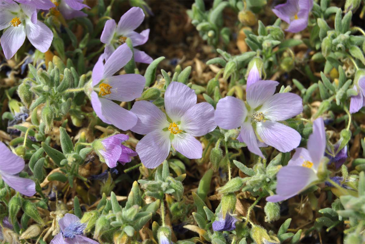 Image of Cristaria integerrima specimen.