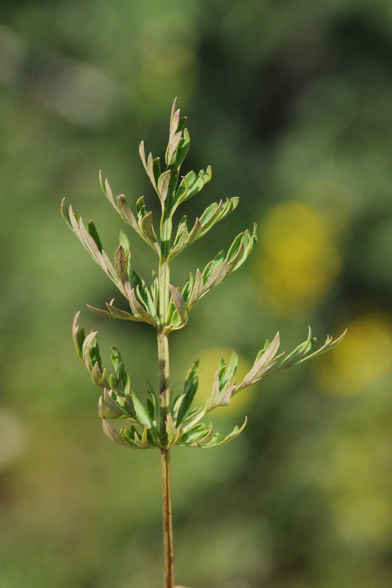 Image of Aulacospermum tianschanicum specimen.