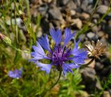 Centaurea cyanus. Соцветие. Чувашия, окрестности г. Шумерля, Кумашкинский заказник, Соколова поляна. 24 июля 2008 г.