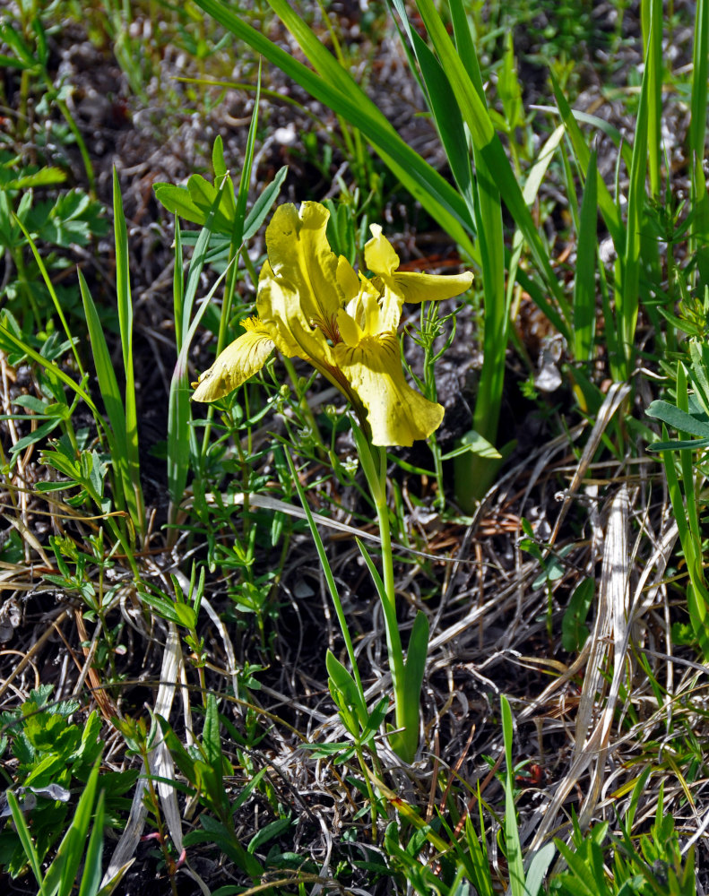 Image of Iris bloudowii specimen.