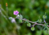 Geranium molle. Верхушка побега с цветком, бутоном (слева) и незрелыми плодами (справа) Израиль, г. Бат-Ям. 19.03.2018.