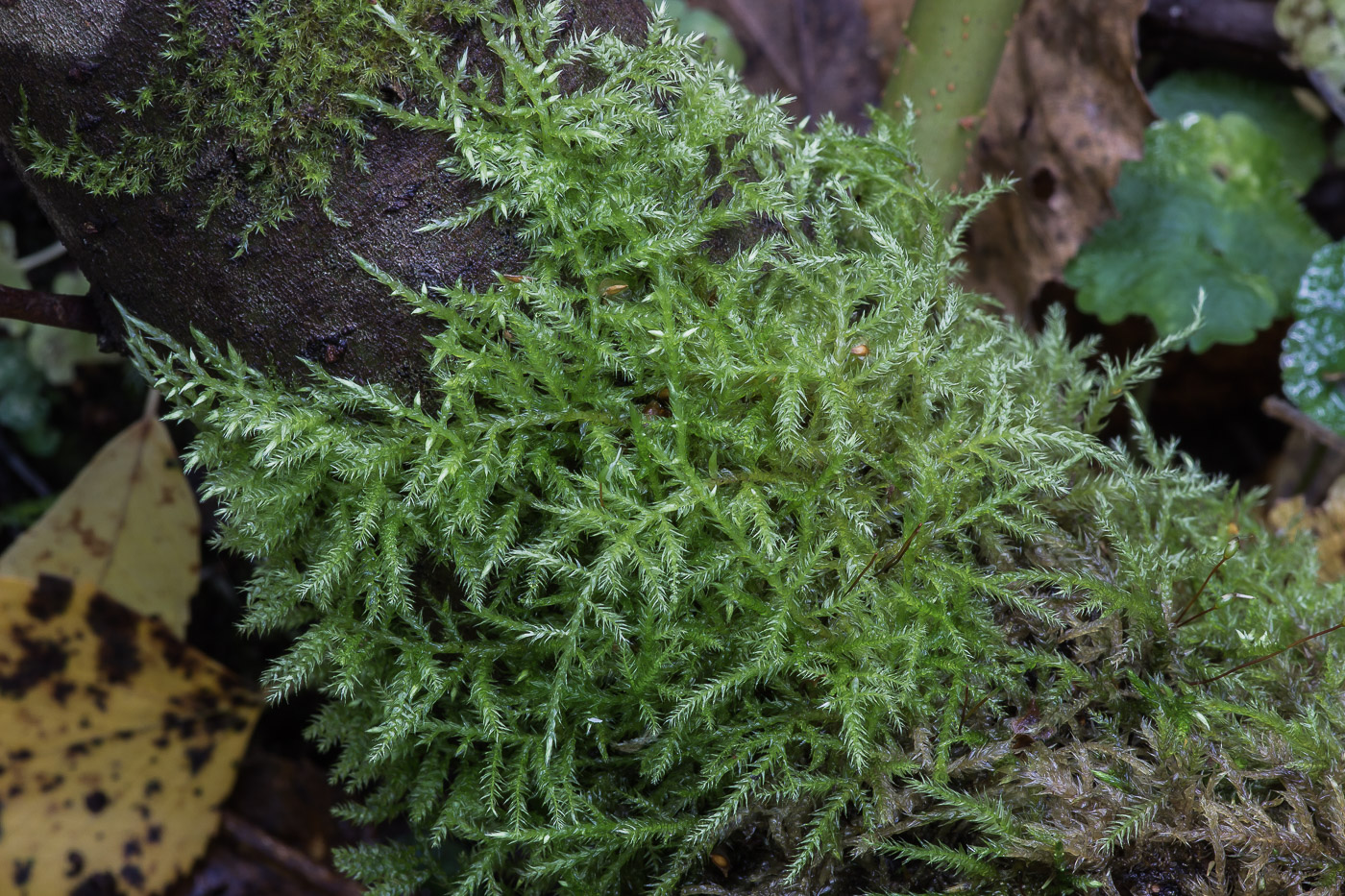 Изображение особи род Brachythecium.