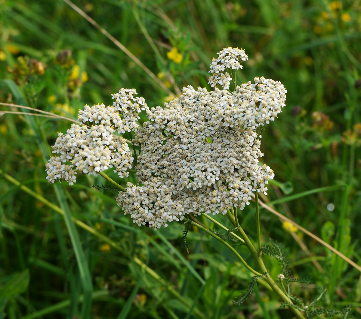 Image of Achillea millefolium specimen.