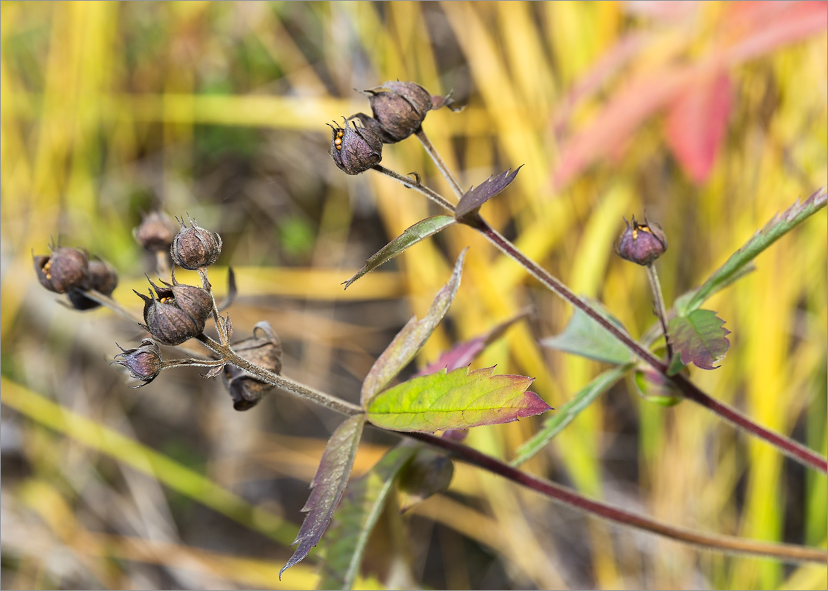 Image of Comarum palustre specimen.