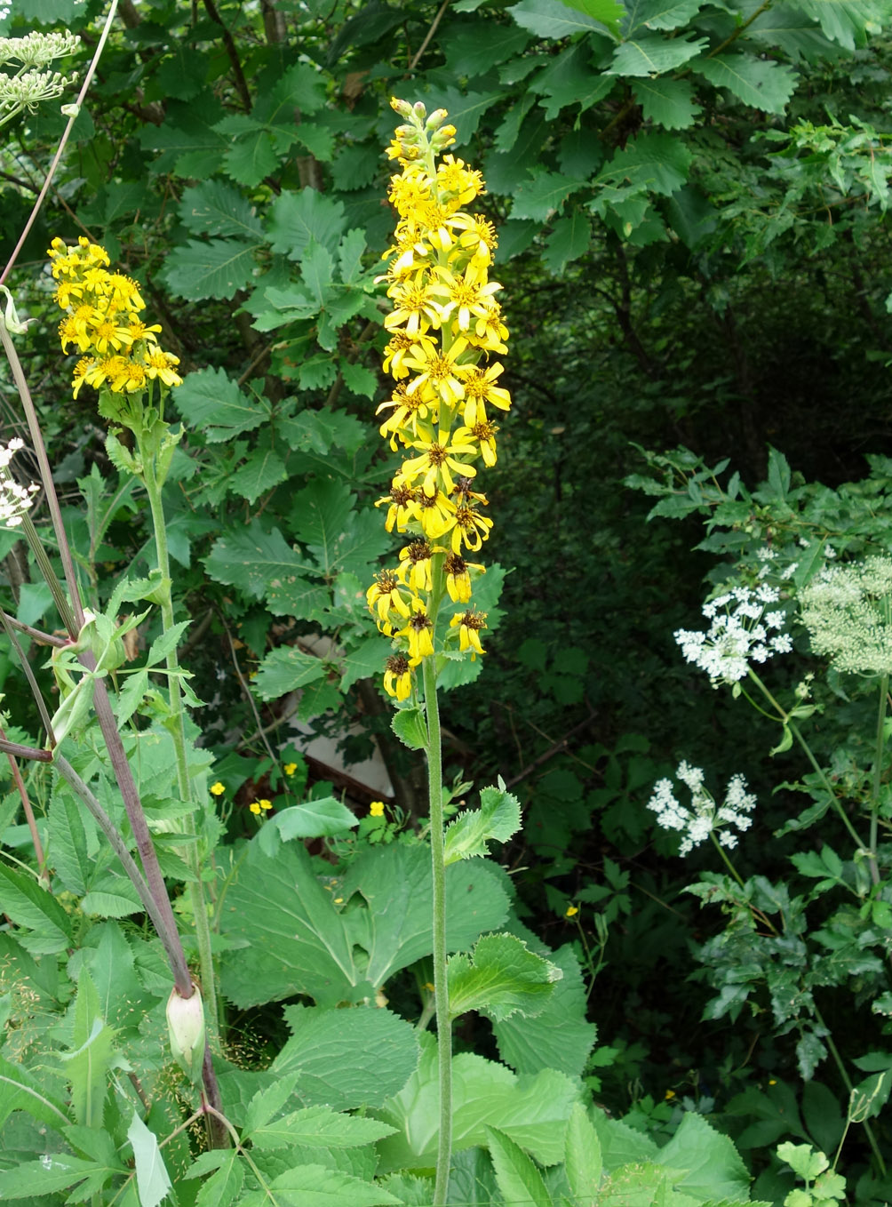 Image of Ligularia fischeri specimen.